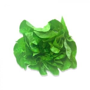 Lechuga Francesa Pieza