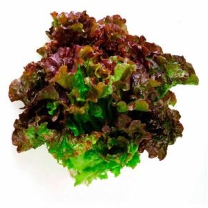 Lechuga Sangría Pieza
