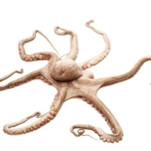 Pulpo Crudo entero (Chico) 700g