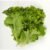 Lechuga Escarola Pieza